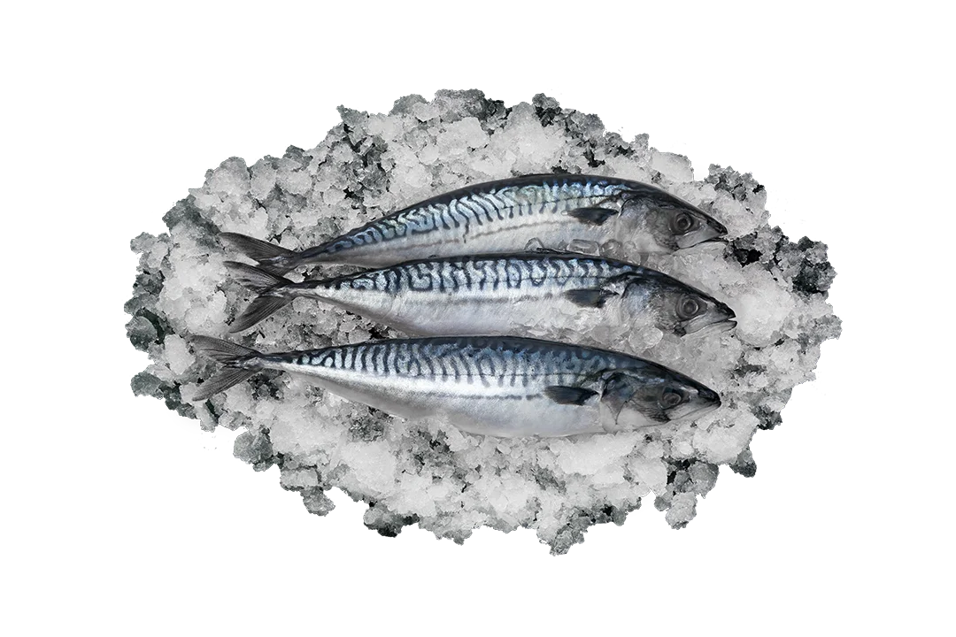 Скумбрия